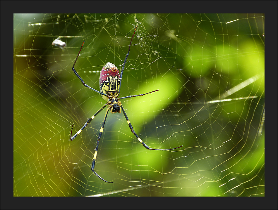 Nephila clavata