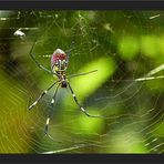 Nephila clavata