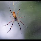 Nephila clavipes