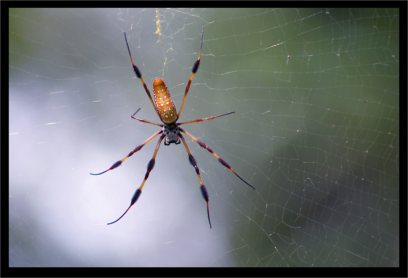 Nephila clavipes