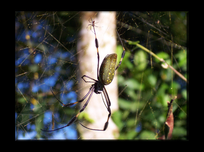 Nephila clavipes