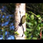 Nephila clavipes