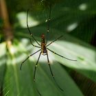 Nephila