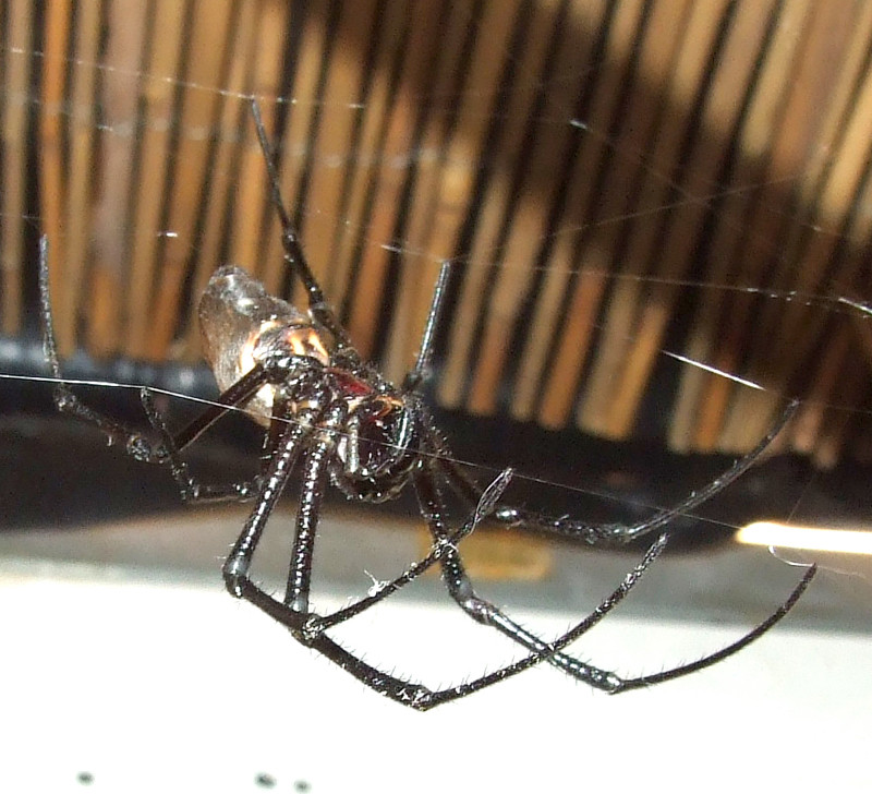 Nephila Jimmy (R.I.P.)