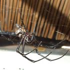 Nephila Jimmy (R.I.P.)