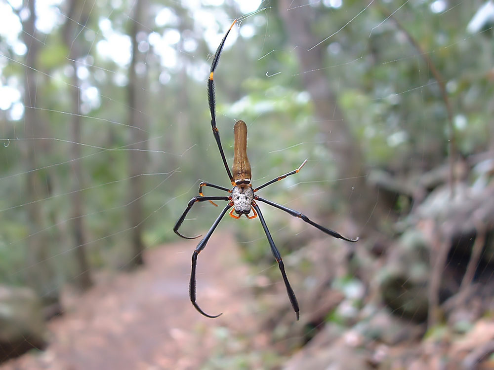 Nephila maculata (Seidenspinne)