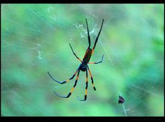 Nephila nigra