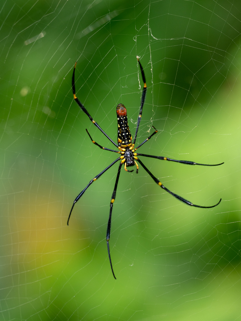 Nephila pilipes 1 Foto & Bild asia, thailand, tiere Bilder auf