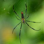 Nephila pilipes 1