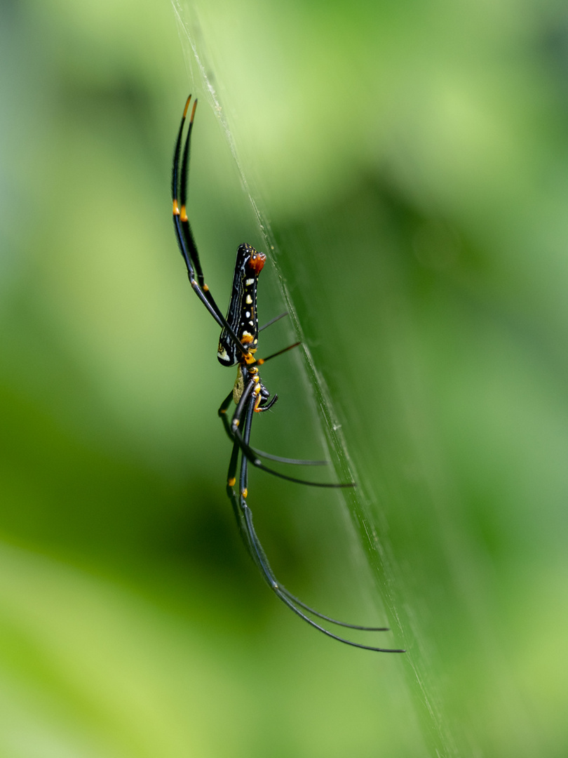 Nephila pilipes 2