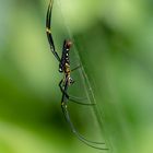 Nephila pilipes 2