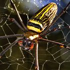 Nephila pilipes   ©