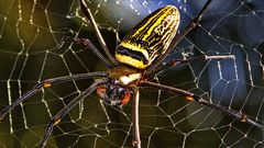 Nephila pilipes   ©