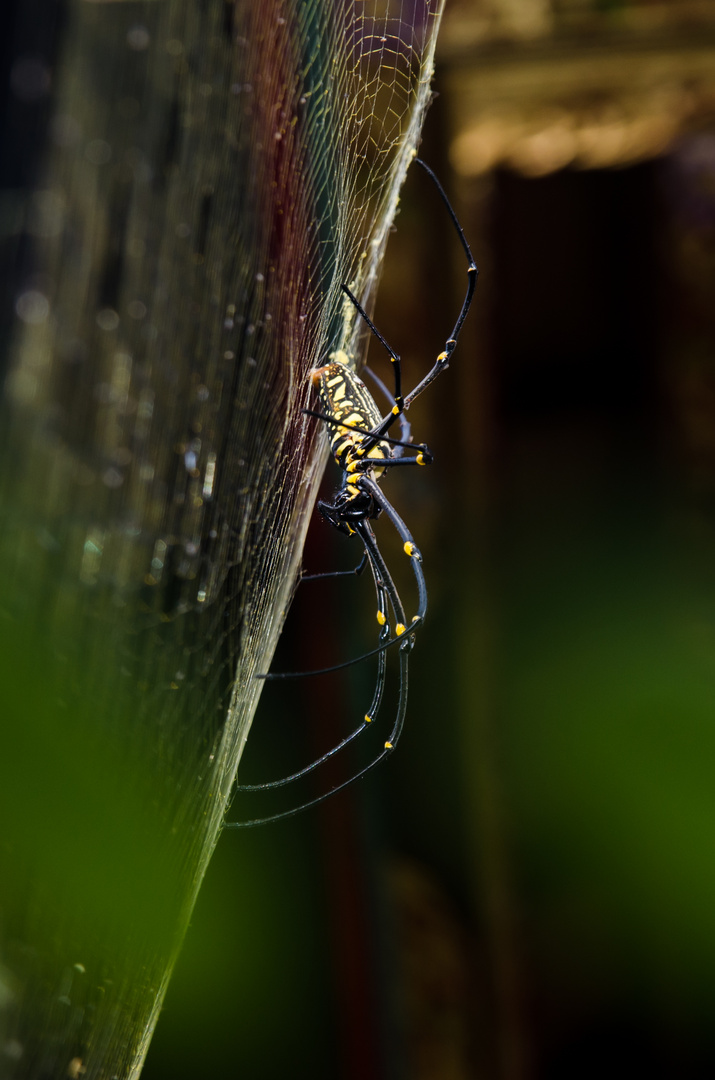 Nephila pilipes 