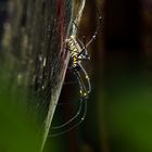 Nephila pilipes 