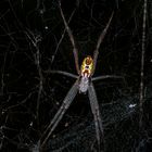 Nephila pilipes