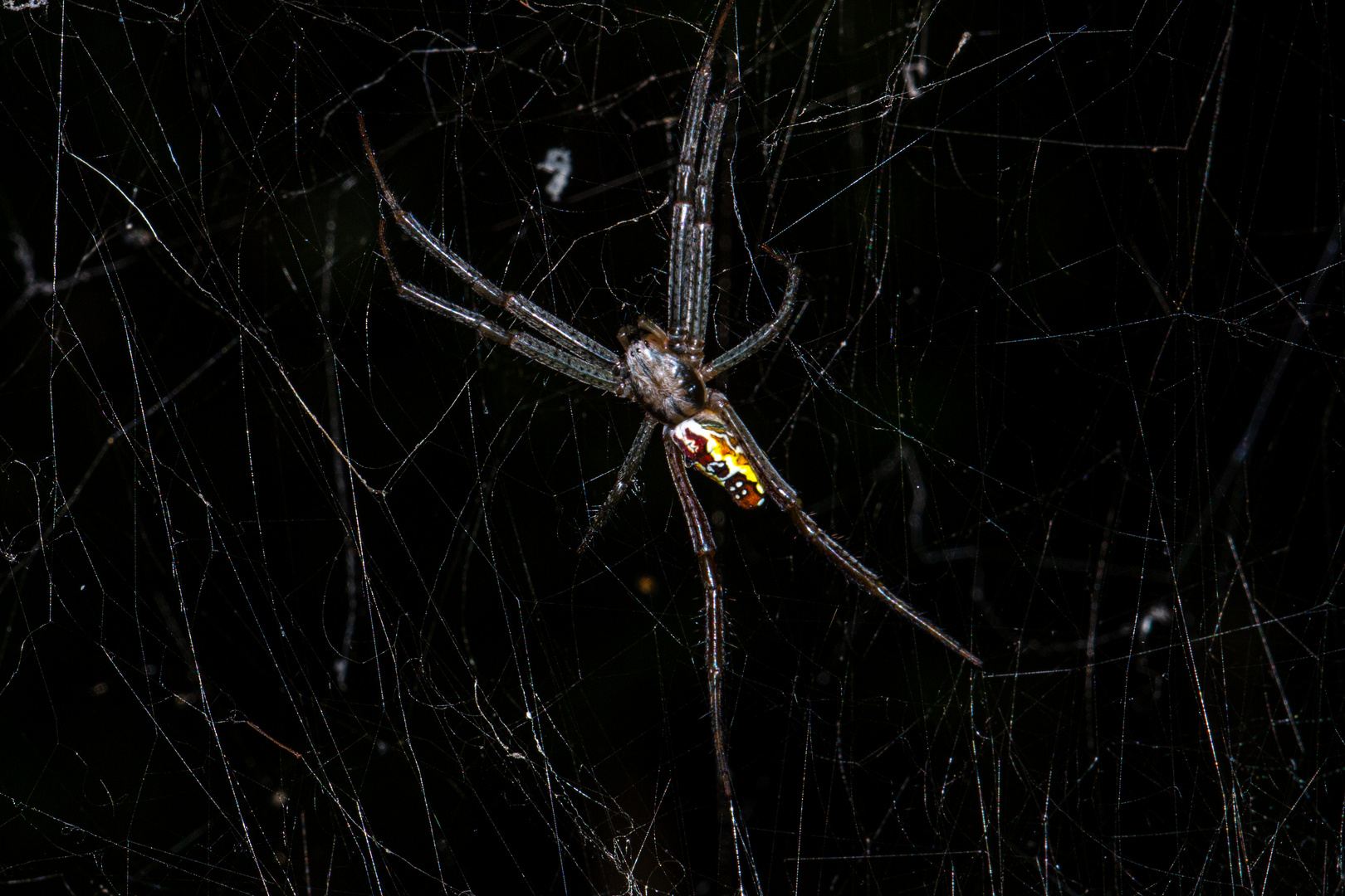 Nephila pilipes