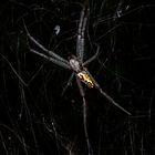 Nephila pilipes