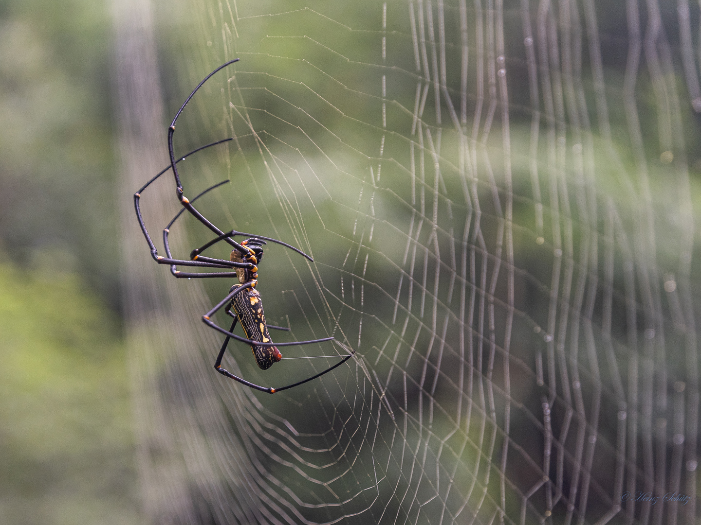 Nephila pilipes_KHM_6526