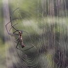 Nephila pilipes_KHM_6526