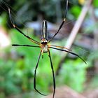 Nephila pilipes,Webspinne !