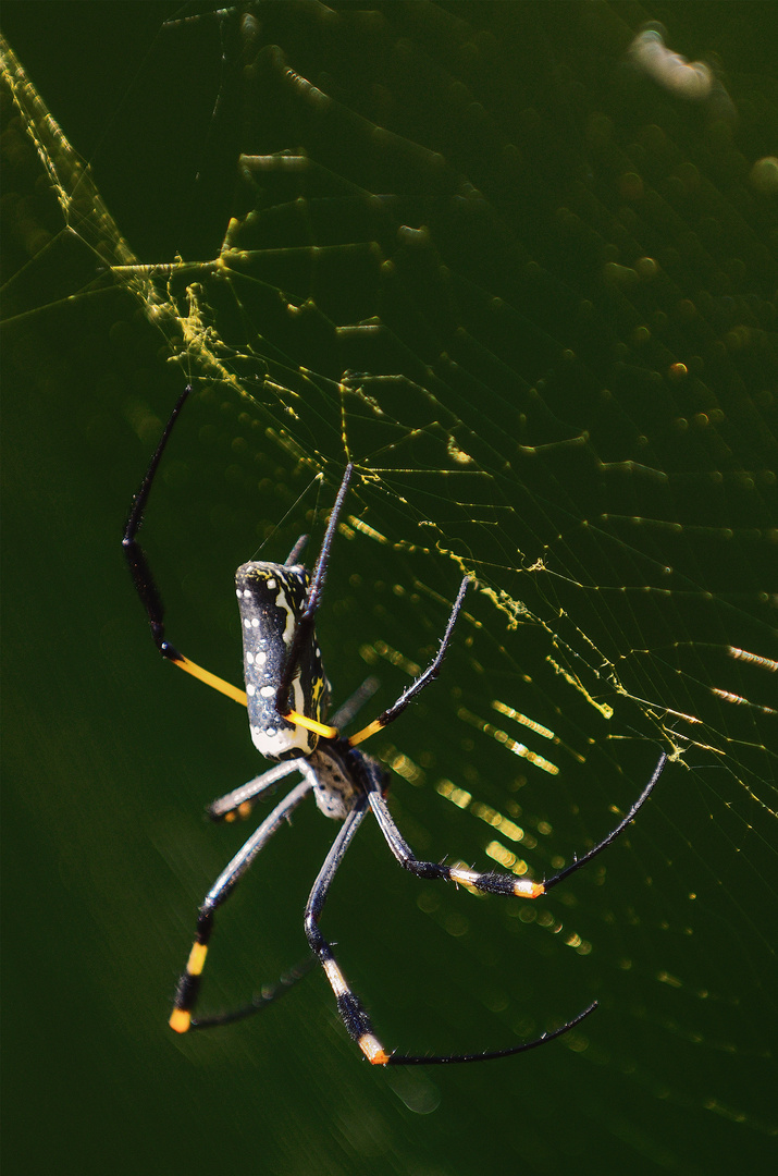 Nephila senegalensis