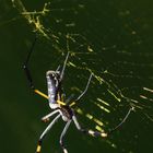 Nephila senegalensis