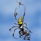 Nephila sp