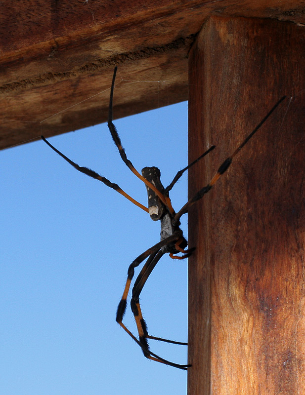 Nephila sp