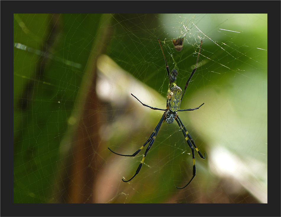 Nephila Spinne