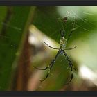 Nephila Spinne