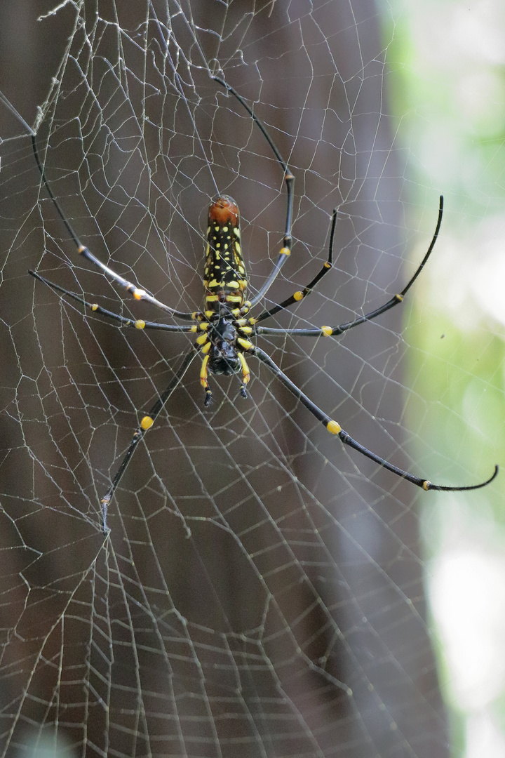 Nephilia Pilipes- Seidenspinne