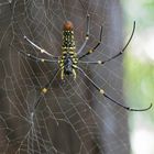 Nephilia Pilipes- Seidenspinne