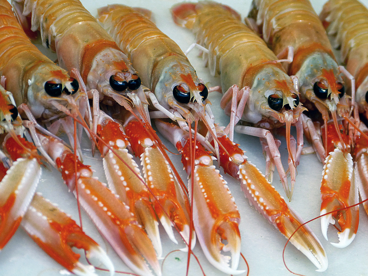 Nephrops norvegicus