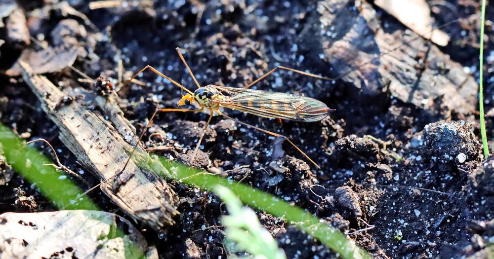 Nephrotoma flavipalpis Foto & Bild natur, insekten, tiere Bilder auf