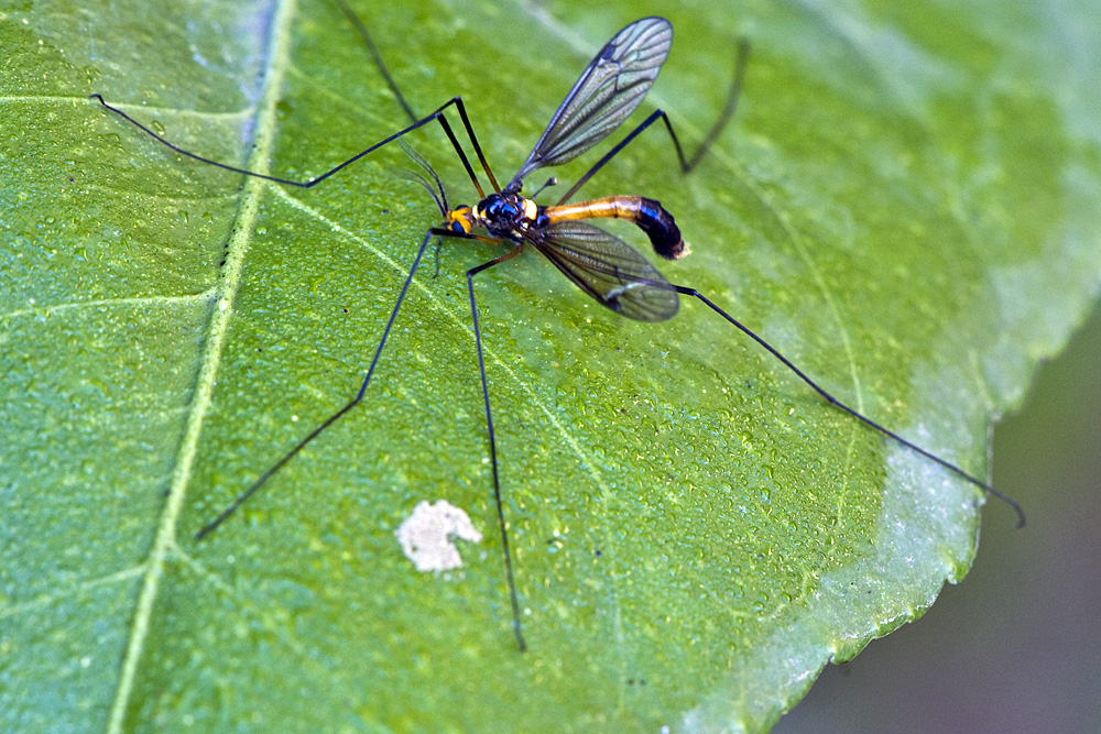 Nephrotoma oder Conosia irrorata