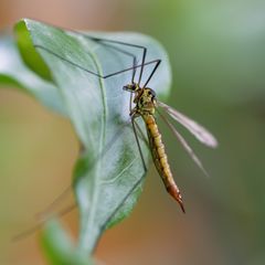 Nephrotoma quadrifaria