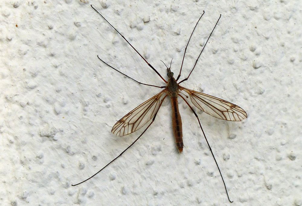 Nephrotoma quadrifaria