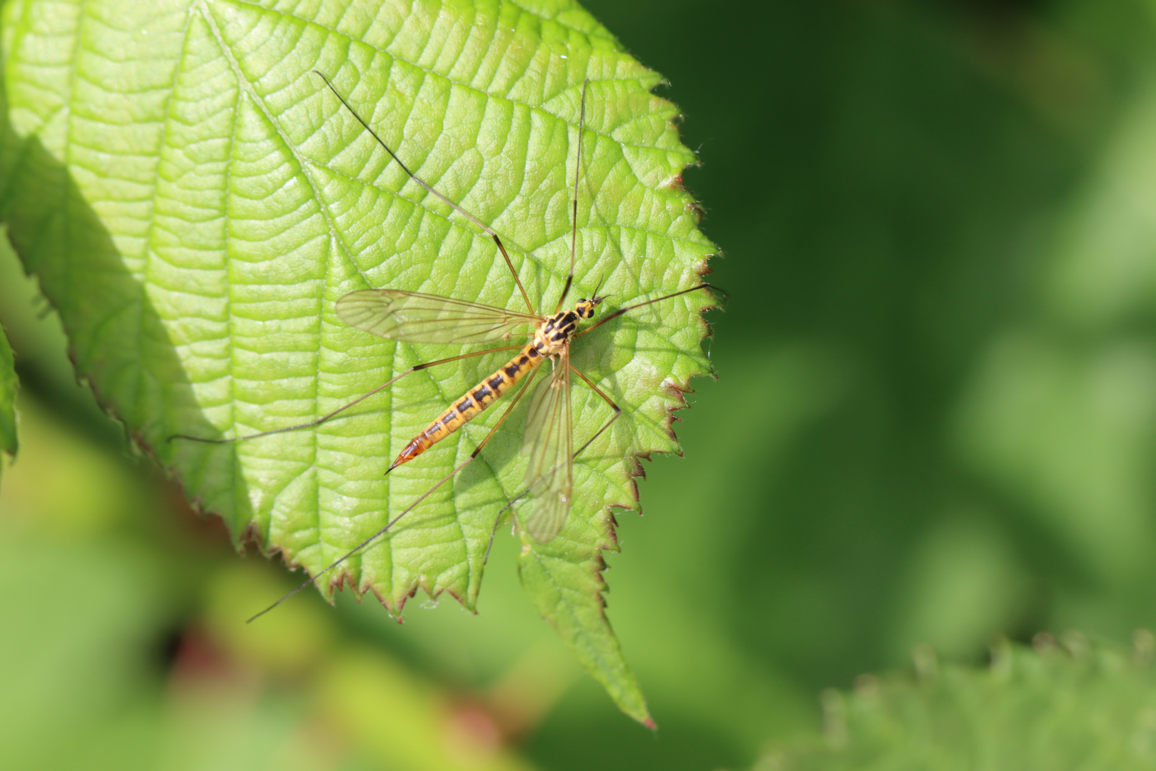 Nephrotoma submaculosa