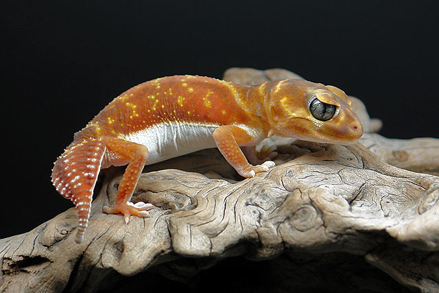 Nephrurus levis pilbarensis ( Australischer Knopfschwanzgecko )