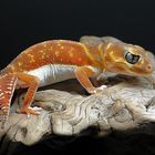 Nephrurus levis pilbarensis ( Australischer Knopfschwanzgecko )