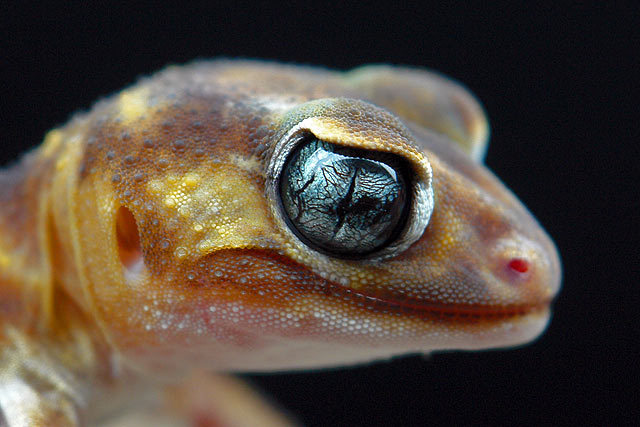 Nephrurus levis pilbarensis (Knopfschwanzgecko Australien)