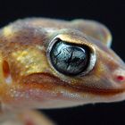 Nephrurus levis pilbarensis (Knopfschwanzgecko Australien)