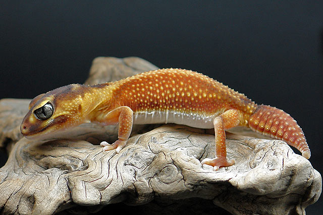 Nephrurus levis pilbarensis (zeichnungsloser Knopfschwanzgecko)