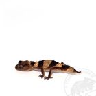 Nephrurus wheeleri Knopfschwanzgecko