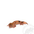 Nephrurus wheeleri Knopfschwanzgecko