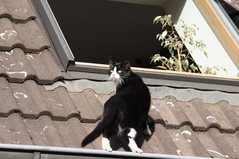 Nepomuk auf dem Dach