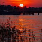 Neppermin am Achterwasser auf Usedom