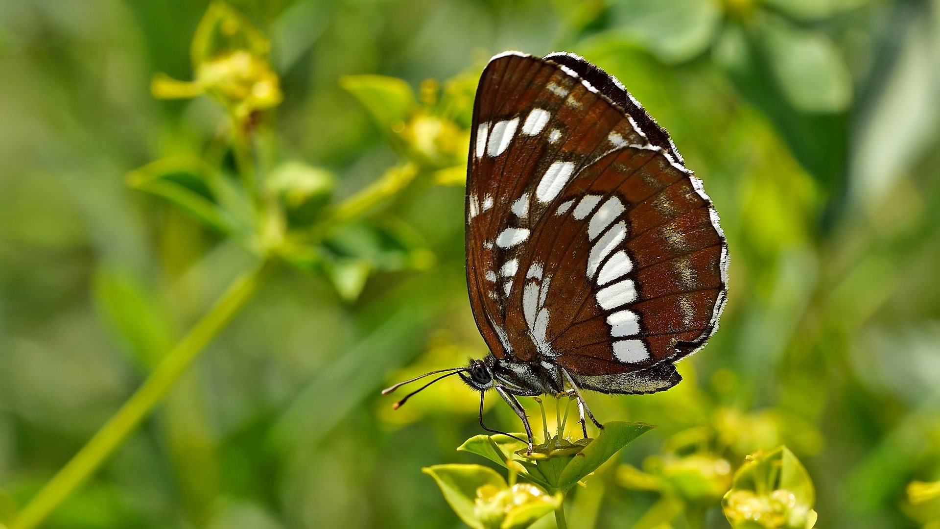 Neptis rivularis