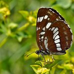 Neptis rivularis